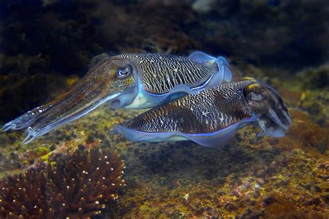 La Faune Sous Marine Fidji