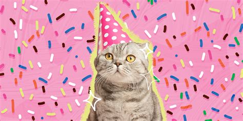 Ingenious Ways To Celebrate Your Cat On Their Birthday Or Gotcha Day