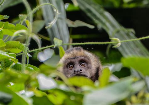 Capuchin Monkey Amazon Rainforest Peru Manu Crees Foundation Global