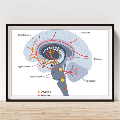 Serotonin And Dopamine Pathway Poster By Pikovit Science Photo Library Pixels