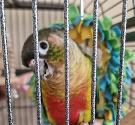 Crookedovergrown Beak Rconures