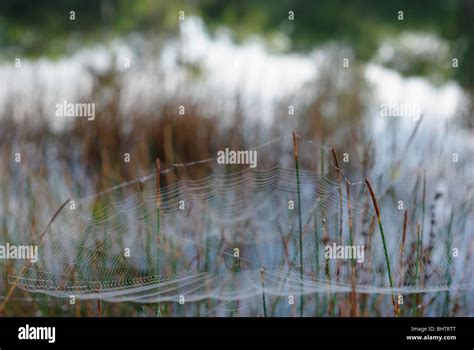 Spider And Its Net Photographed On Warm Florida Morning At Matheson