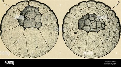 Frog Egg Cells Hi Res Stock Photography And Images Alamy