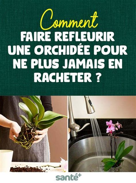 Comment faire refleurir une orchidée pour ne plus jamais en racheter