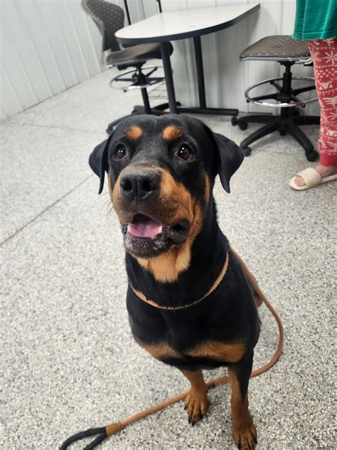 LOST & FOUND PETS - MUSKEGON COUNTY & SURROUNDING AREA | Facebook