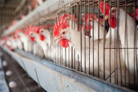 Poultry Sector Hits All Time Low In 2019 Profit By Pakistan Today