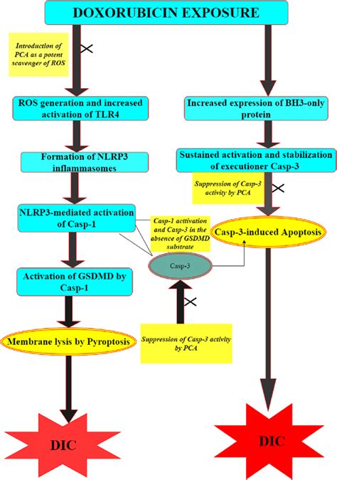 Schematic Illustration Of The Crosstalk Between Dox Induced Pyroptosis