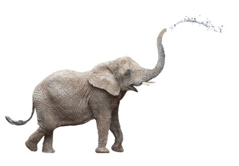 Animated Elephant 