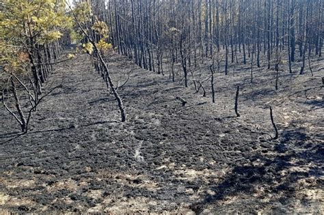 Dzieci rozpaliły ognisko w lesie pod Świeciem Pożar gasiły trzy