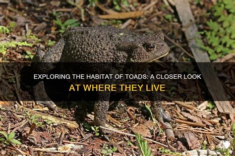 Exploring The Habitat Of Toads: A Closer Look At Where They Live | PetShun