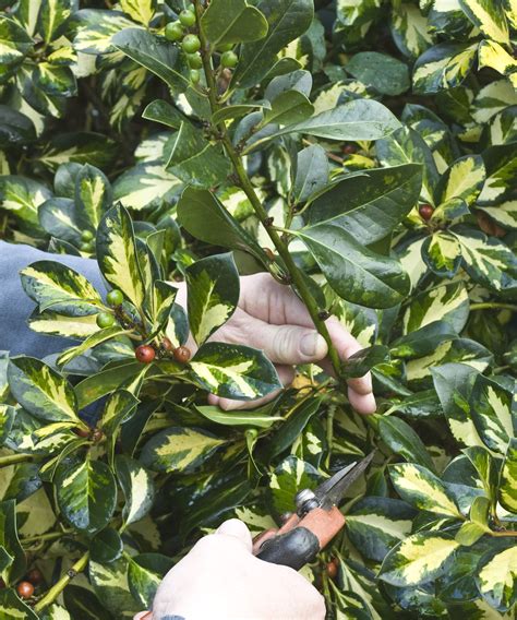 how to prune holly 8