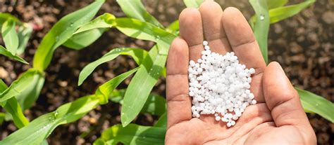 Fertilizantes Para Maíz ¡todo Lo Que Necesita Saber Blog Cambiagro