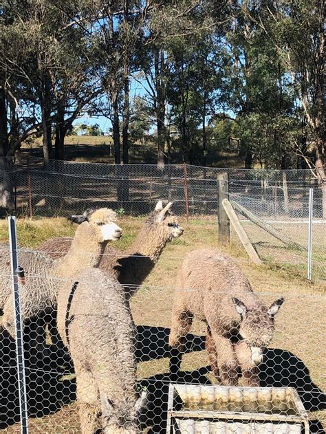 Tanglin Lodge Alpaca Farm