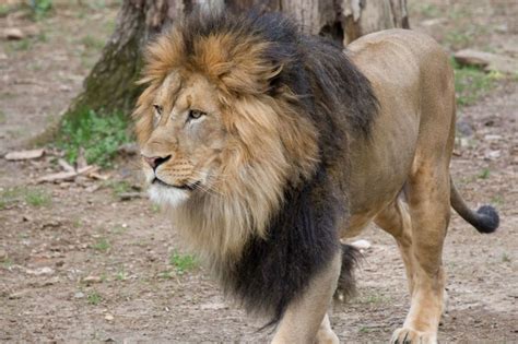 Lions And Tigers At Dcs National Zoo Test Presumptive Positive For