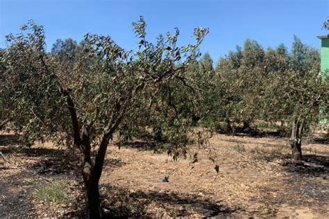 Coldiretti Sardegna Agricoltura In Ginocchio Per Gli Incendi