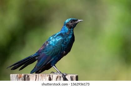 Iridescent Blue Burchells Starling Sturnidae Family Stock Photo 1362936173 | Shutterstock