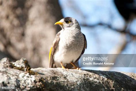 355 Miner Birds Stock Photos High Res Pictures And Images Getty Images