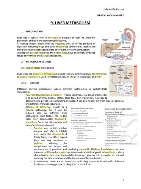 9-Liver Metabolism | PDF | Metabolism | Drug Metabolism