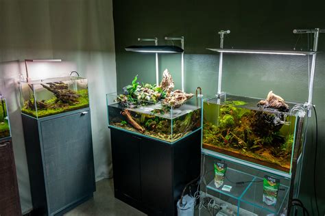 aquarium ideas 5