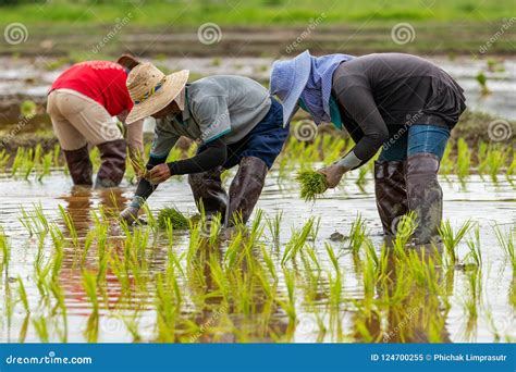 Thai Farmers Transplant Rice Seedlings In A Paddy Field Editorial Image