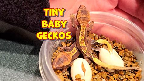 What To Do When Your Crested Gecko Eggs Hatch Youtube