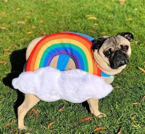 Best Halloween Costumes For Pugs At Natasha Jerry Blog