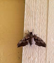 Large Delta Winged Moth Smerinthus Ophthalmica Bugguidenet