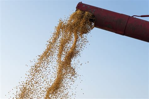 Cuidados No Transporte De Soja PagBem