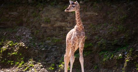 Baby Giraffe: 9 Facts and 9 Pictures - A-Z Animals