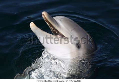 Dolphin Sound: Over 420 Royalty-Free Licensable Stock Photos | Shutterstock