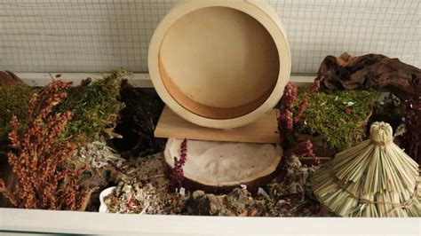 How To Determine The Sex Of A Dwarf Hamster 9 Steps Artofit