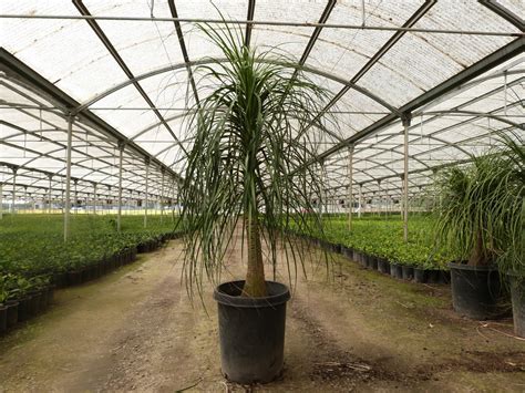 Palm: Beaucarnea recurvata (Nolina recurvata) - T-Y Nursery