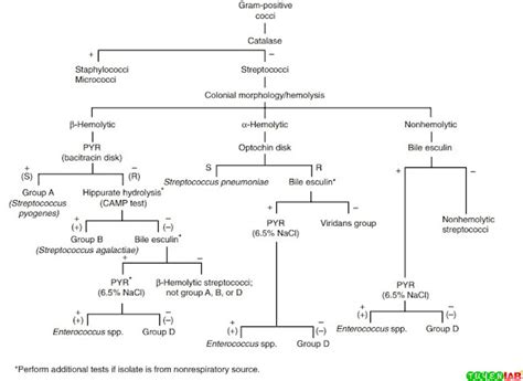 Microbiology Atlas Of Streptococcus Enterococcus And Other Catalase Negative Gram Positive