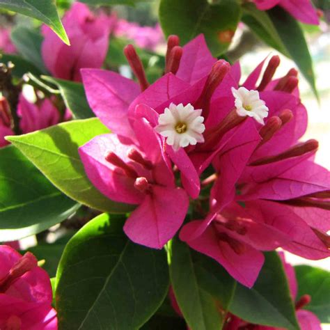 Beautiful Bougainvillea Pixie Torch Glow Plant For Sale — Kadiyam Nursery