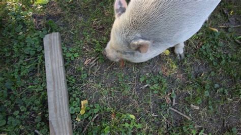 Pig Eats Bacon And Loves It Youtube