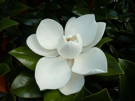 Magnolias Evergreen