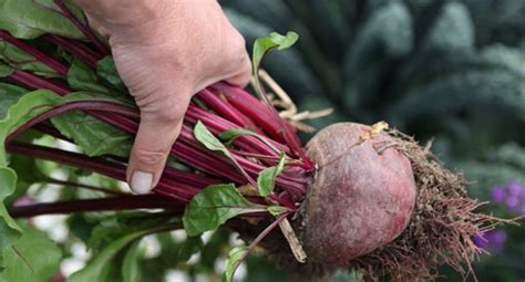 Beetroot Growing Guide Tui When To Plant Feeding Protecting And Harvesting