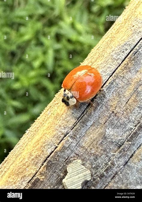 coccinellidae species
