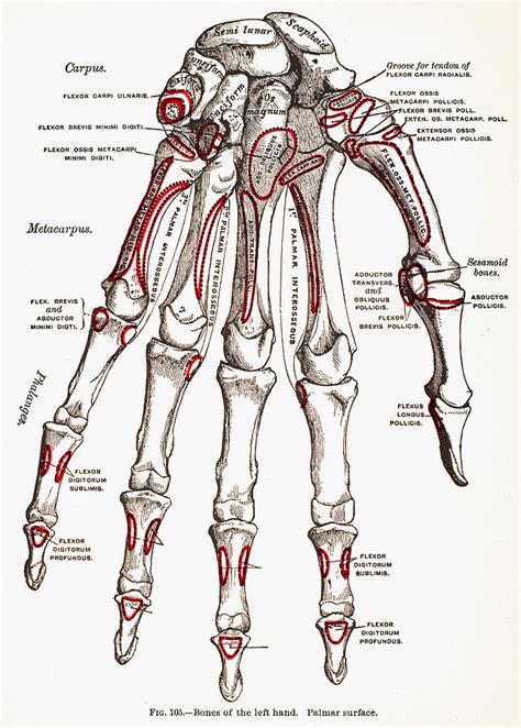 Bones Of Left Hand Photograph by Granger - Fine Art America