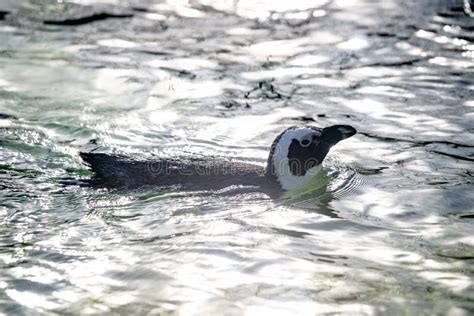 Swimming penguin stock photo. Image of life, antarctica - 241365354