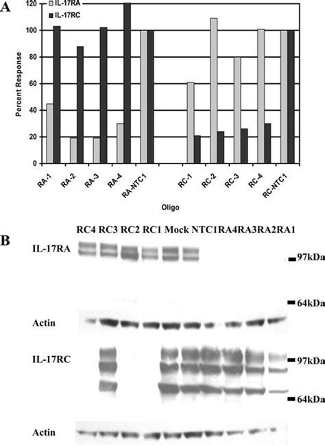 The Human Il 17fil 17a Heterodimeric Cytokine Signals Through The Il