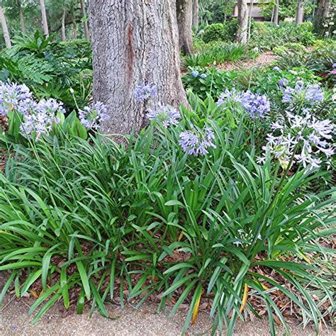 Agapanthus Care In Pots: 7 Growth Tips For African Lilies