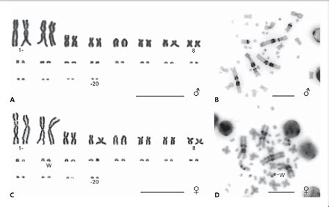 Figure 1 From First Description Of The Karyotype And Sex Chromosomes In