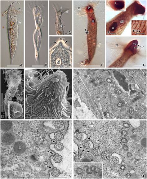 Frontiers New Insights Into The Coevolutionary History Of Termites