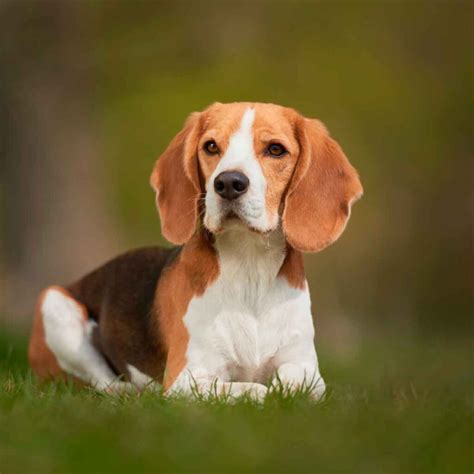 Cachorro Da Bochecha Grande - Cachorros da Orelha Grande: Conheça as Raças