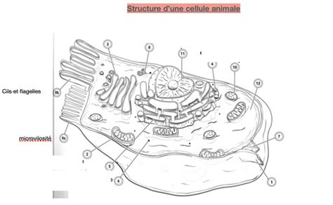 Diagramme De Structure D Une Cellule Quizlet