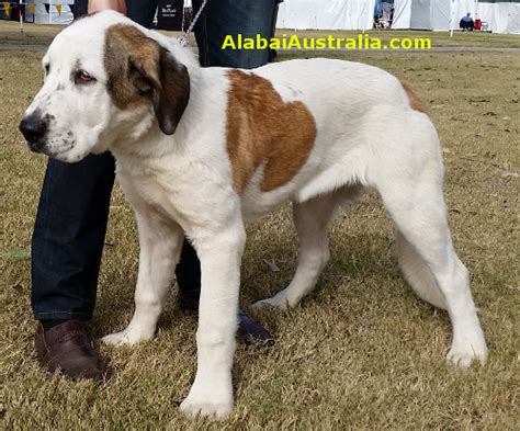 Alabai Australia Central Asian Shepherd Dog Alabai Puppy Photos