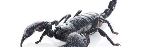 Scorpion Anatomy Scorpion Facts And Information