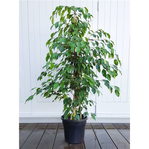 Weeping Fig Ficus Benjamina Tall With Fine Foliage Plantandpotnz