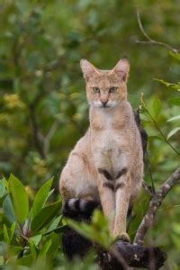 Cats of the Swamp – On Life and Wildlife